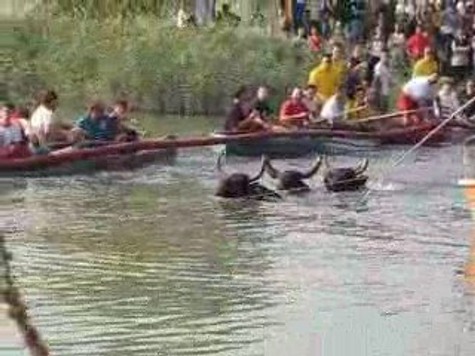 "Li Gaso" à St Remy de Provence Sept2009 ...N°1