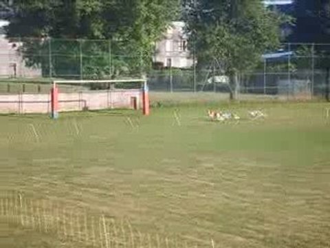 pm pleaux, aout 2009, barzoi femelles2