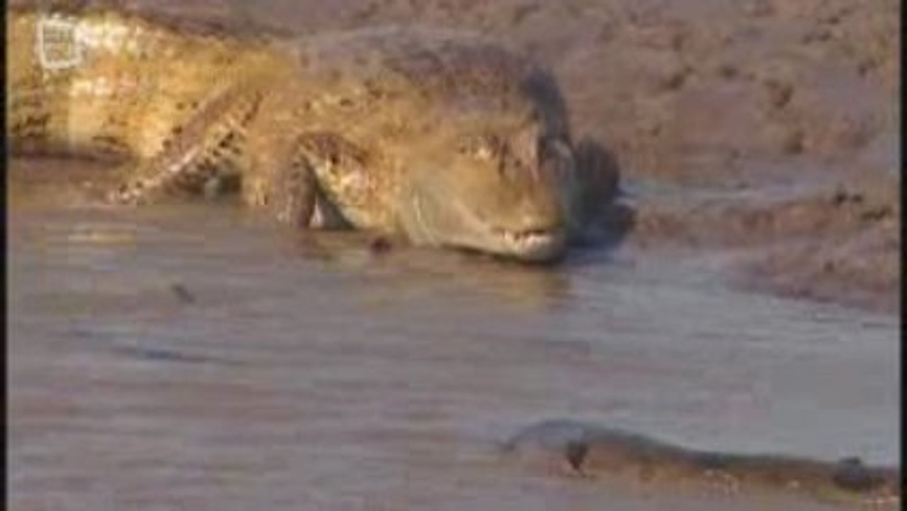 Anaconda jaune (Eunectes notaeus)