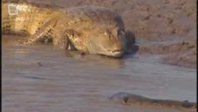 Anaconda jaune (Eunectes notaeus)
