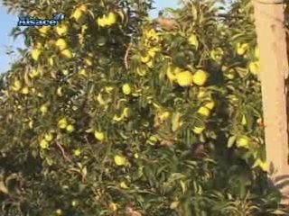 Fruits et Légumes : Cueillir ses pommes soit-même