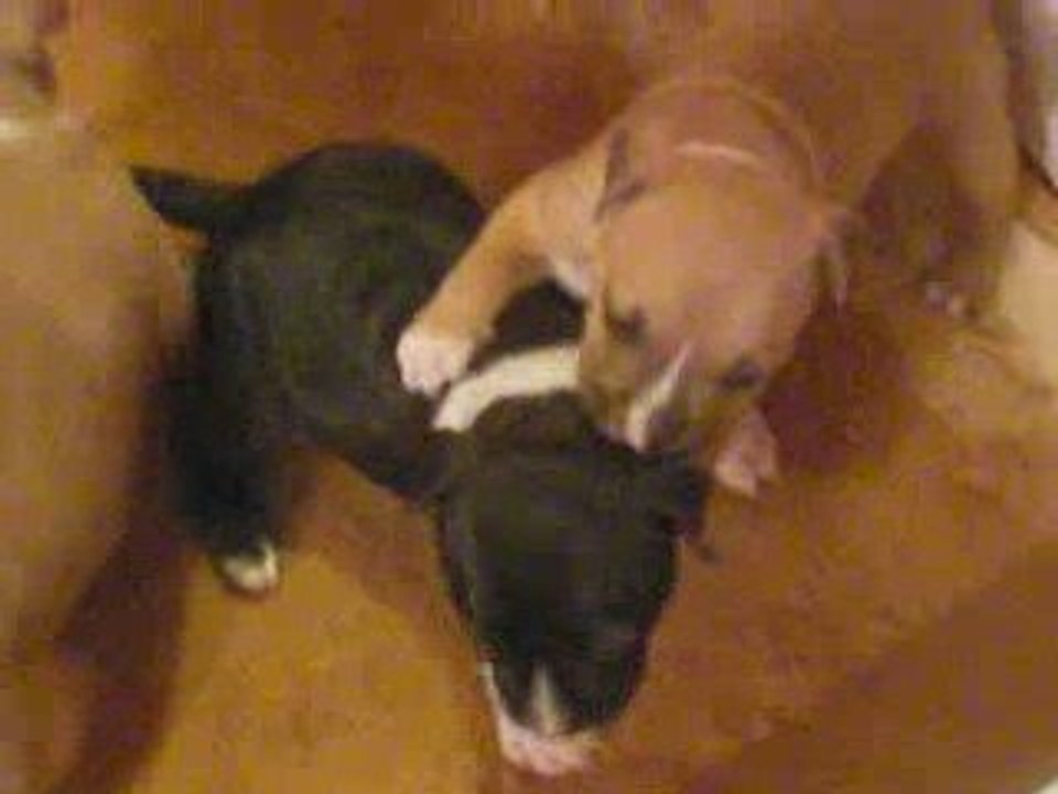 les bebes de capone et shyna a 3 j de le 1er mois (2)