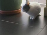 Mon Lapin contre le Baton