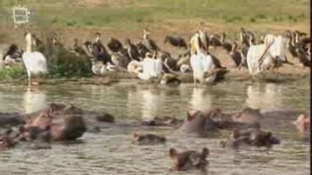 Animaux Afrique de l Est