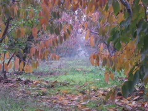 İbrahim sadri-ıhlamurlar çiçek açtığı zaman