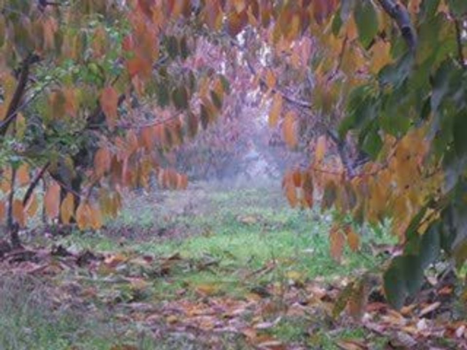 İbrahim sadri-ıhlamurlar çiçek açtığı zaman