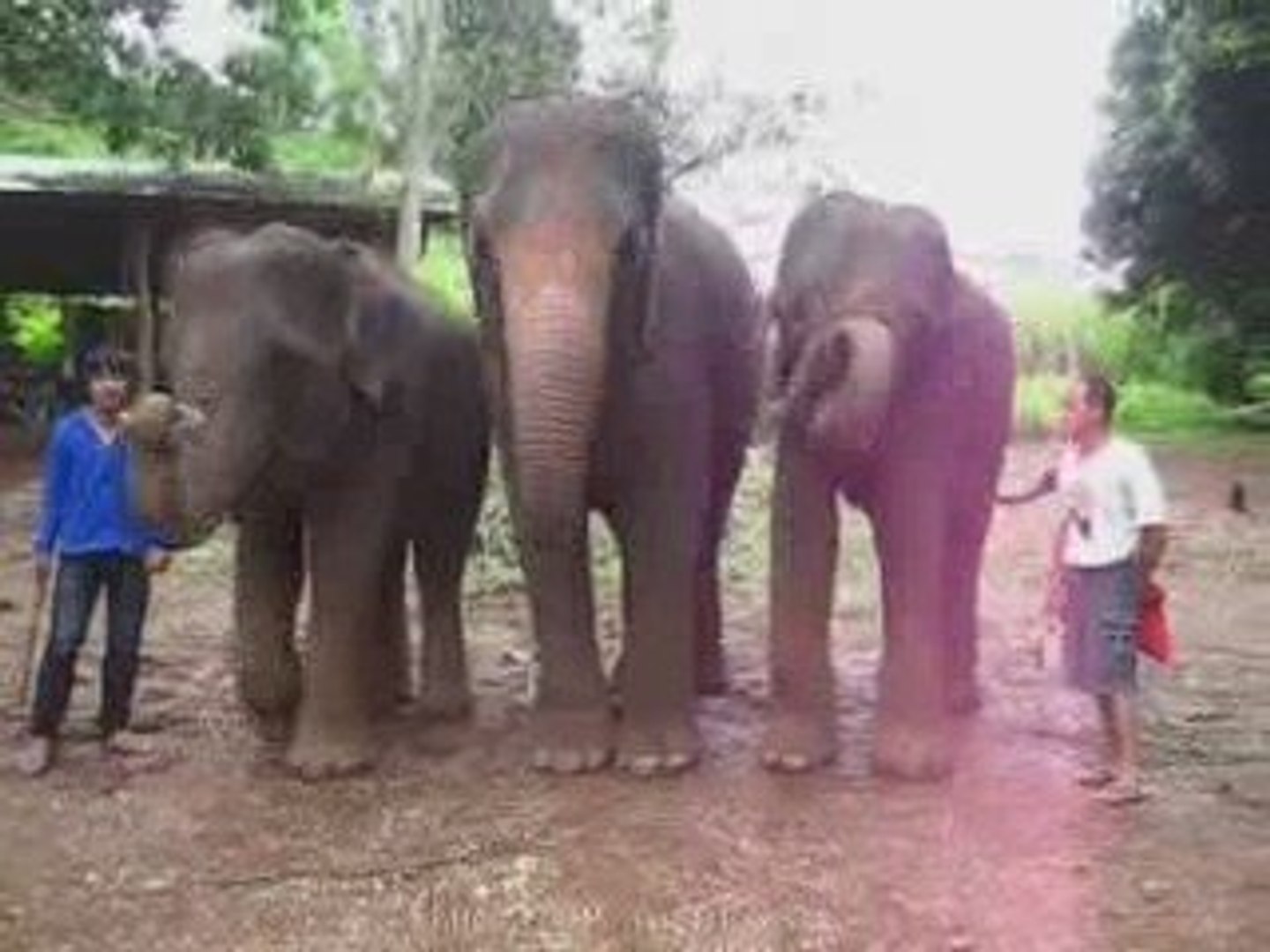 ⁣Extremely Funny Elephants Band