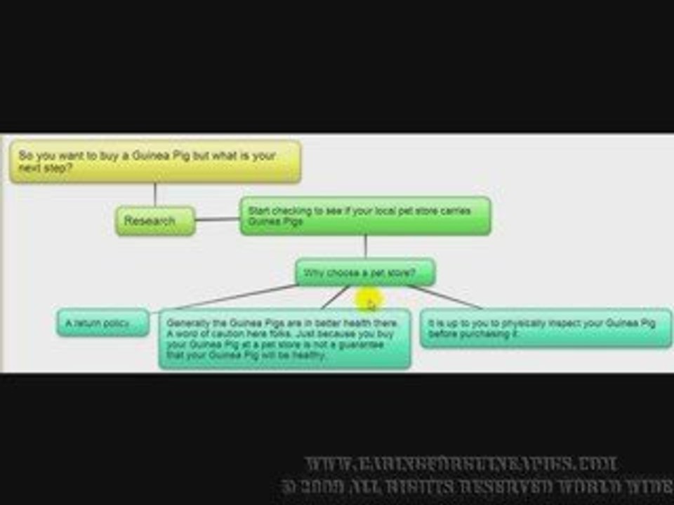 Caring For Guinea Pigs