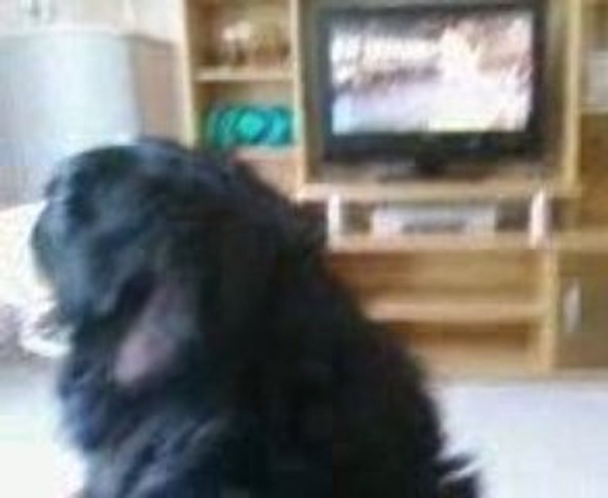 Doggy regarde la tv