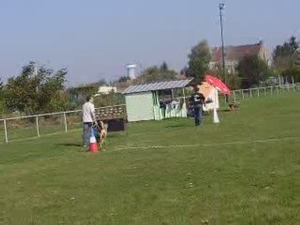 La marche en Z : Ron et sa bétise