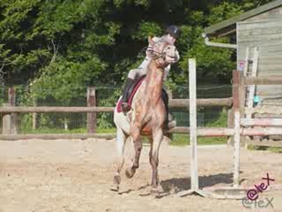 BETISIER 3 _ LA MORANDIERE_ EQUITATION_