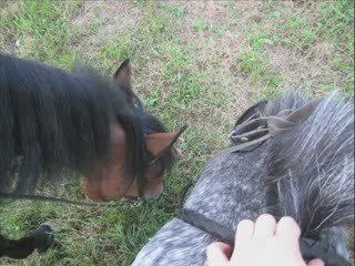 Séance au champs avec les deux bourriques
