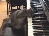Nora le petit chat qui fait du piano