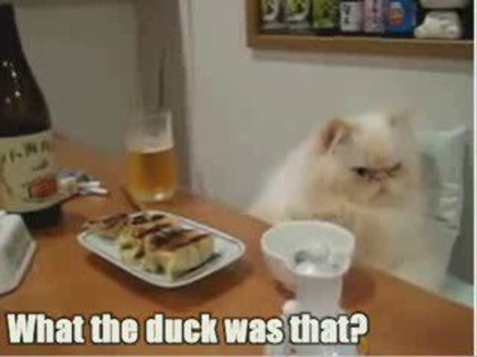 un chat pas comme les autres :)