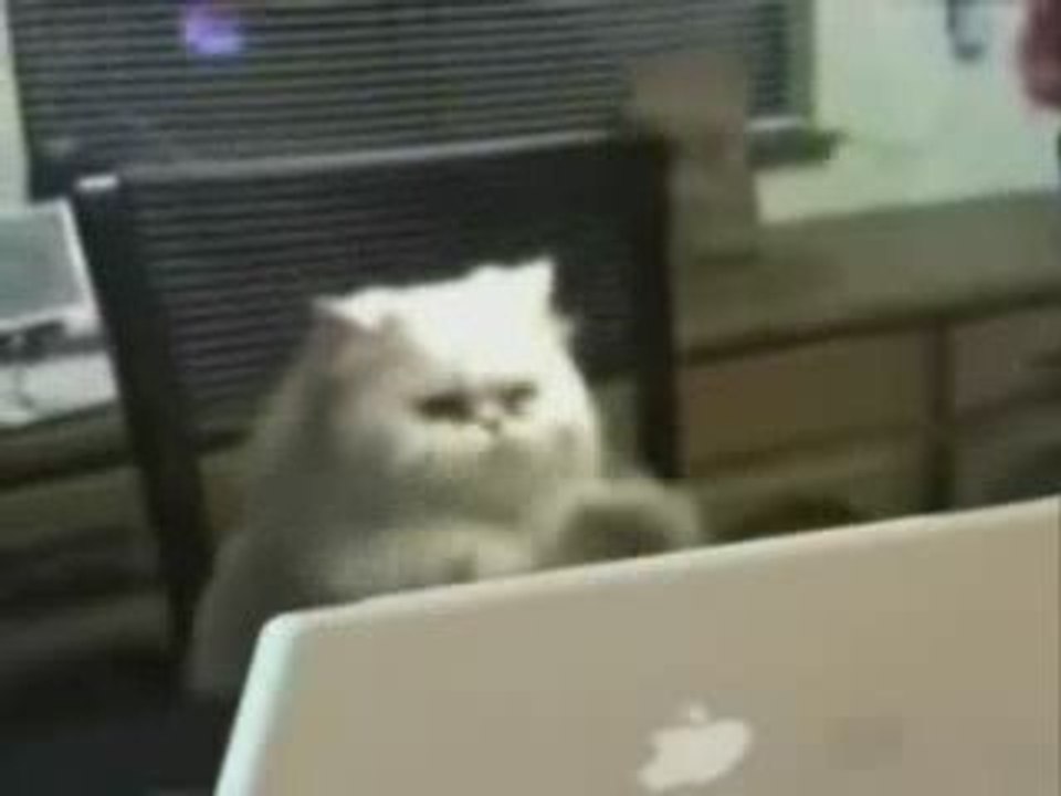 Un chat qui travaille