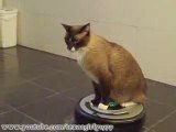 Un chat qui passe l'aspirateur