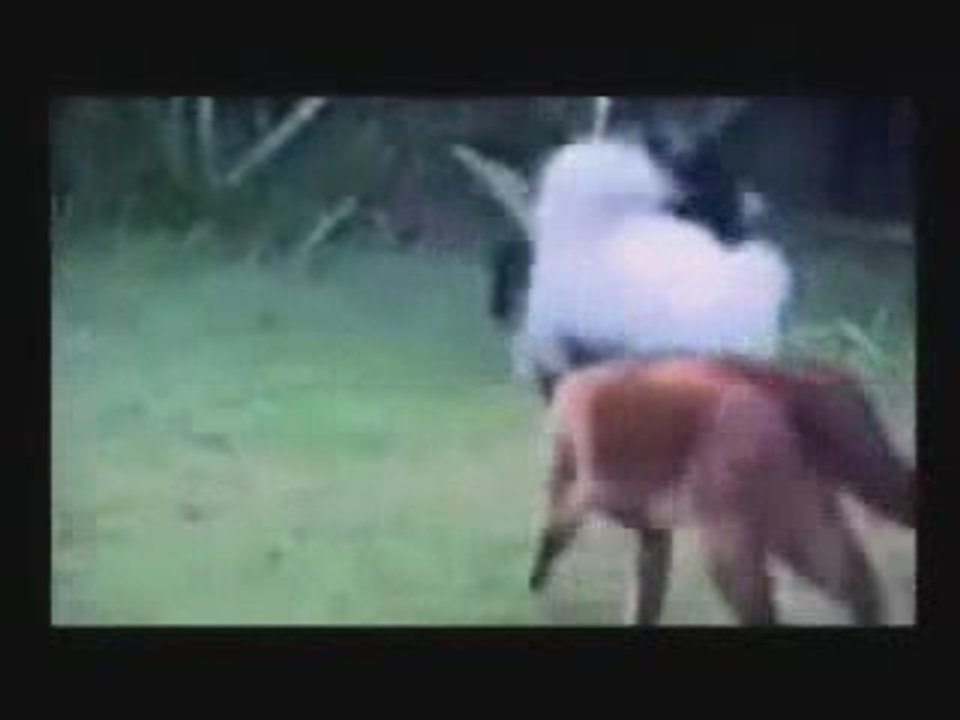 compilation humour chat