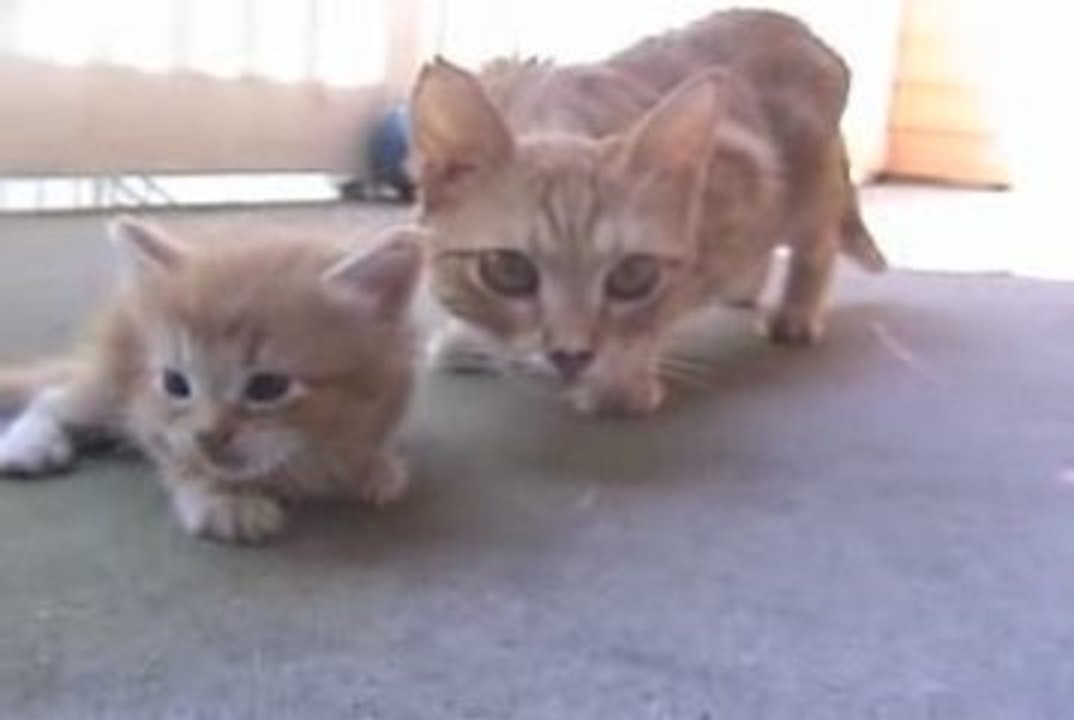 un chaton perdu !