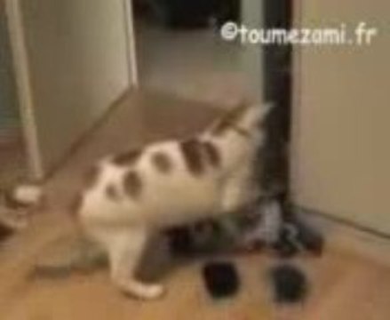Le chat fou vide l'armoire !! humour