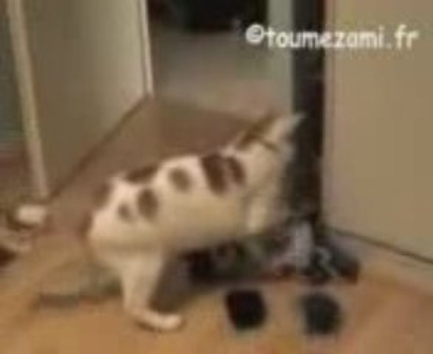 Le chat fou vide l'armoire !! humour