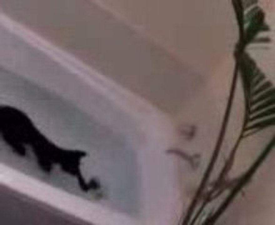 Un chat qui aime nager !
