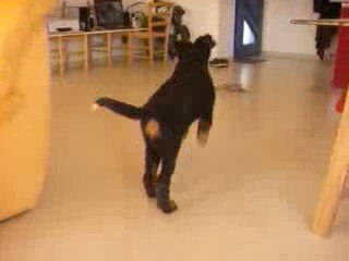 Eston bouvier bernois