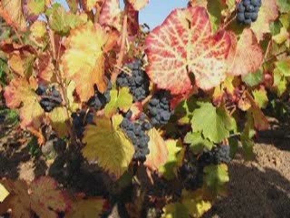 les vendanges de l'amour de marie laforet