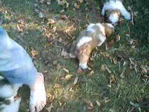 mes shih tzu le 27/09/09