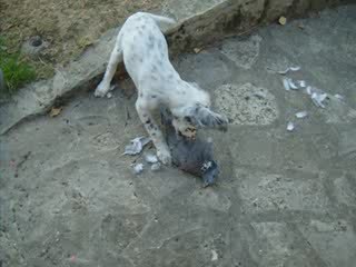 Eglantine et son pigeon