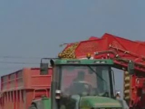 Arrachage de pommes de terres