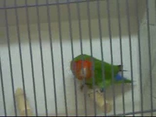 une autre vidéo du BVA,roseicollis NT vert.