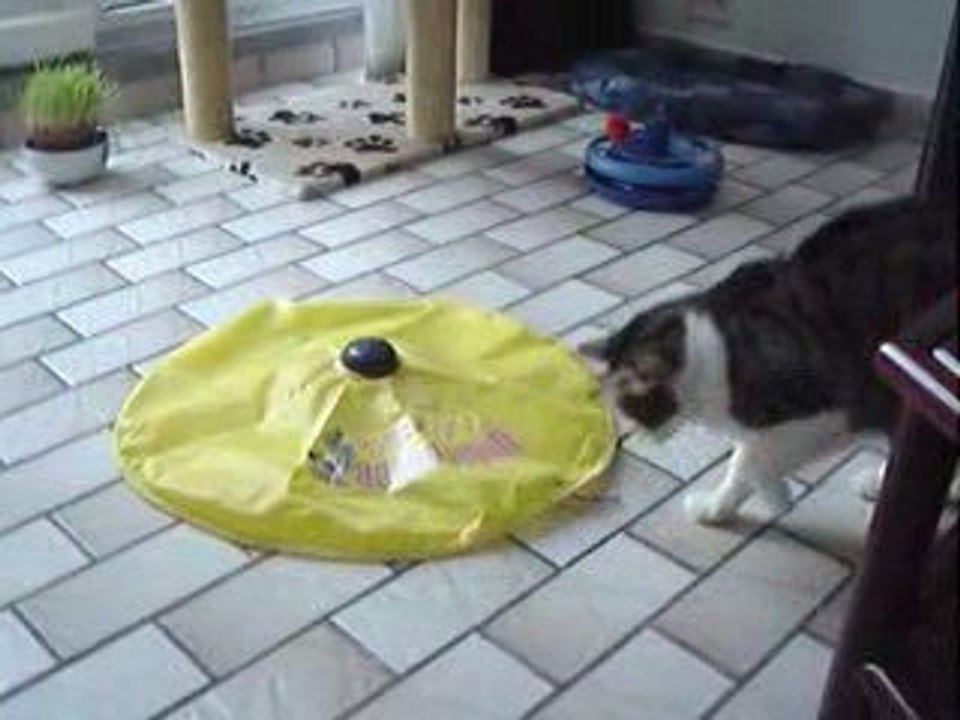 La souris Incognito (3)