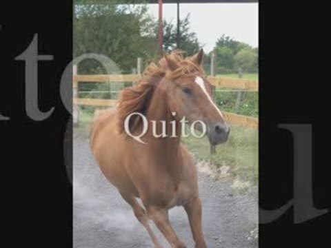 Equitation éthologique 2009