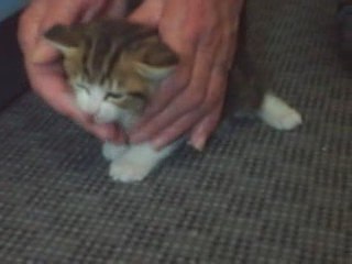 chaton qui croque les cailloux de sa litière!