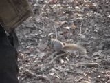 Les Ecureuils sont très gentils!!