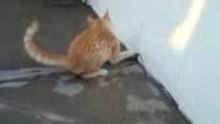 lindo gatito!!!