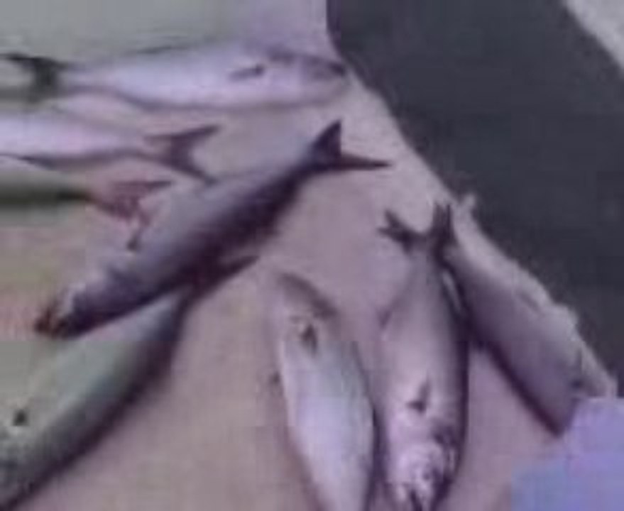 26 09 2009 LÜFER AVIM