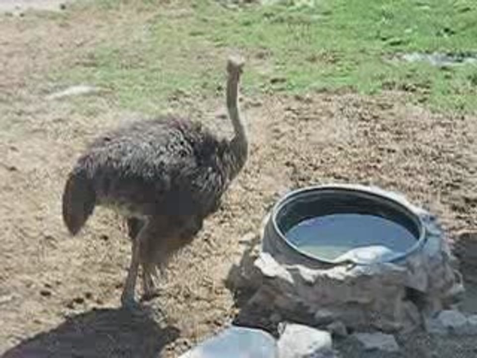 Avestrúz bebiendo agua
