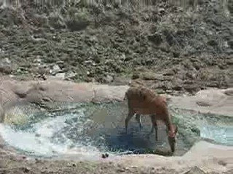 Riachuelo en Terra Natura