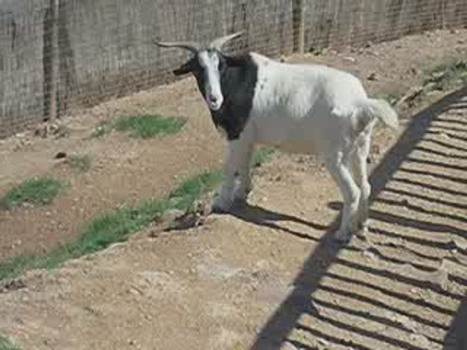 Cabra montesa en TNM