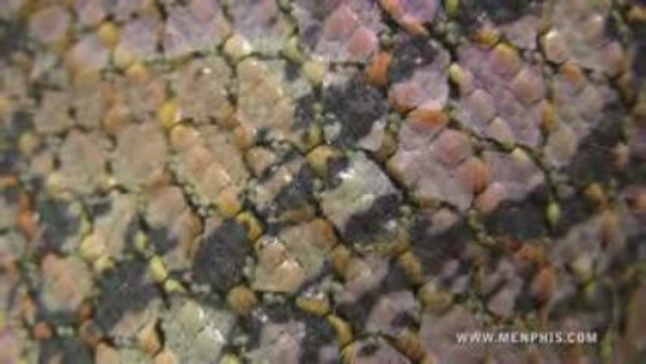 Moda tessuti - Menphis