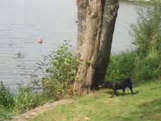 Sucé sur Erdre : balade chien
