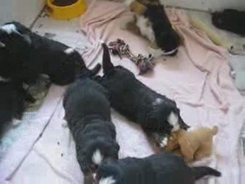bébé boubou attaque !