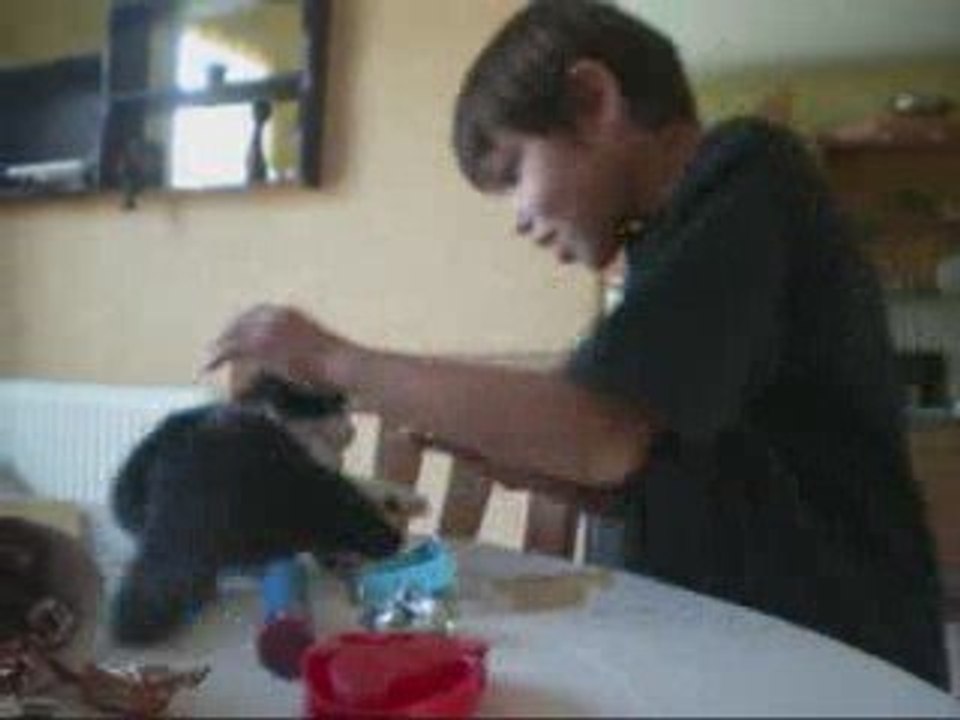Hugo et le chat