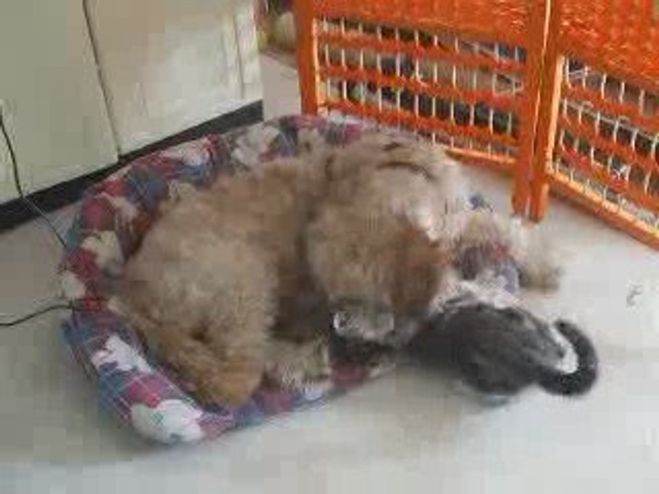Belize et Smelly jouent.
