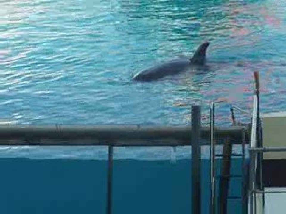 marineland part 5