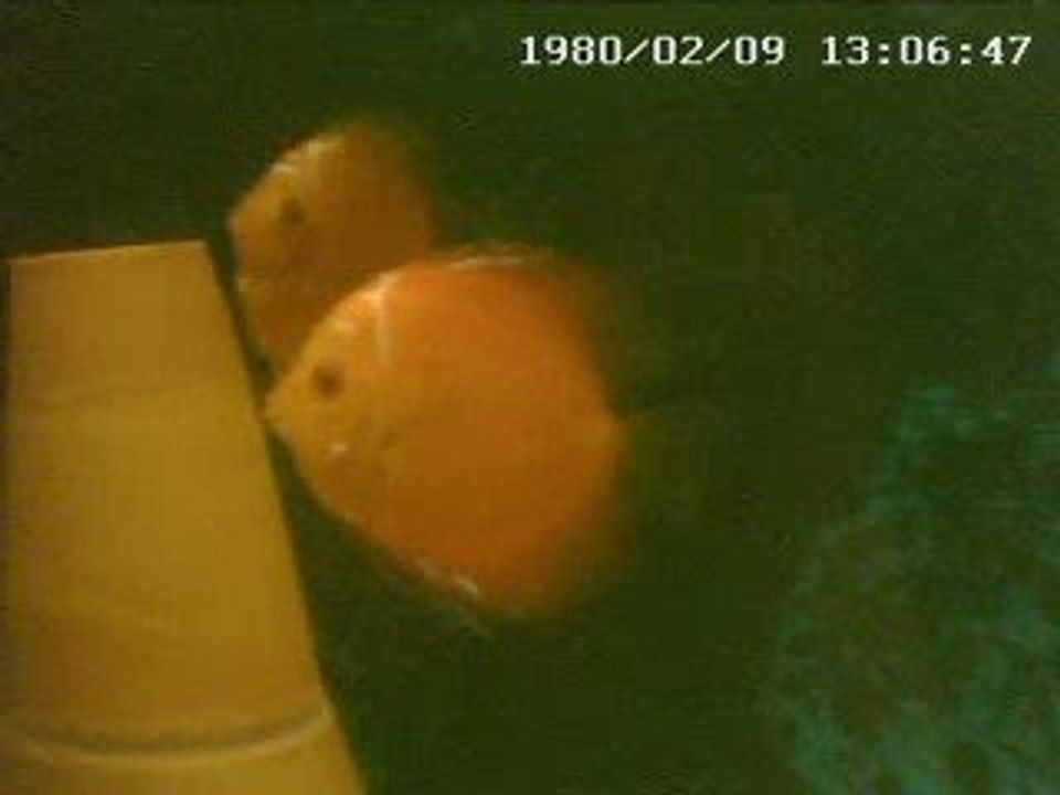 Reproduction de discus Marlboro