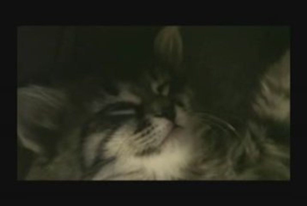 drole de chat, Cat
