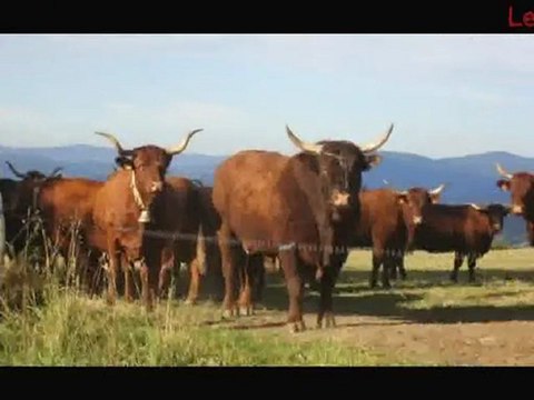 Elevage Salers en Livradois VINCENT-PESCHER