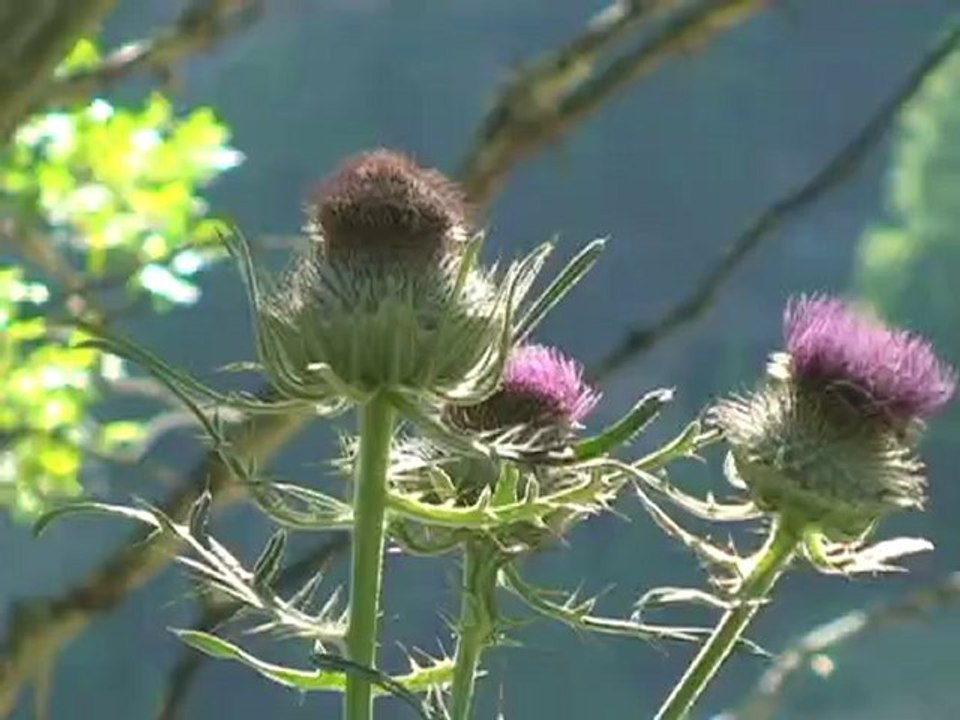 Ballade autour d' Abriès